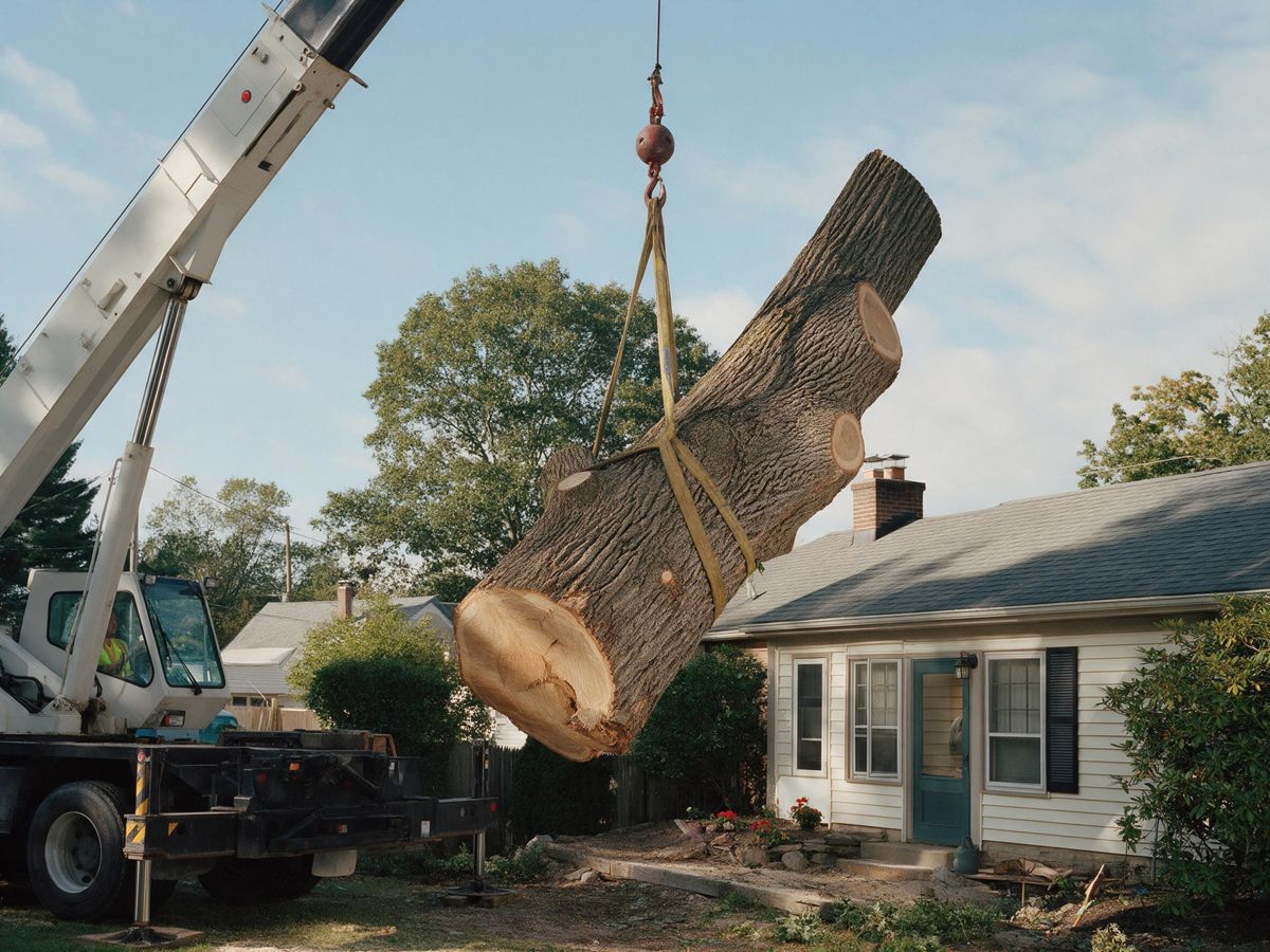 tree removal project in Highland, Shreveport